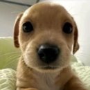 안녕하신지 이미지