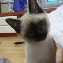 방방이네 이미지