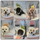 복탄산수 이미지