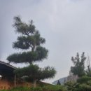 들꽃조경
