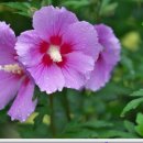 무궁화메디컬 이미지