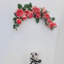 펫보드레 이미지