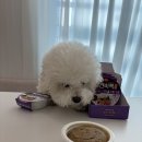 퍼스동물병원 | 강아지 화식 기호성좋은 습식사료 페퍼스 급여후기