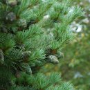 섬잣나무 [Pinus parviflora] 이미지
