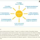 Re: Vitamin C and Immune Function 이미지