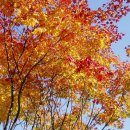 가을나들이 .... 단풍 구경 하세여.... 이미지