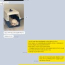 피피독 이미지
