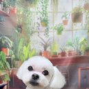 울알라애견미용