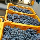 머루네건강원 이미지