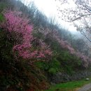 고향의봄 이미지