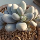 다인농원