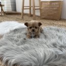 하이펍 강아지고양이 김포본점 이미지
