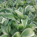 비비추공원 이미지