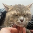 강동큰숲동물병원 이미지