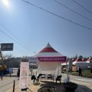 여주 이천 양평 흥천 남한강 벚꽃축제 실제 방문 후기!!
