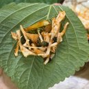 기장기사식당 | 구례 선미옥 다슬기 수제비와 토장탕 택시기사님 추천 맛집