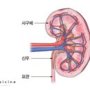 경우 이미지