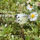 대만흰나비 Pieris canidia (Linnaeus, 1768) 이미지