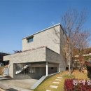 계수나무 이미지