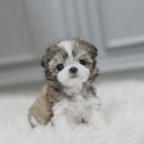 몽몽아 강아지분양 남양주본점 | 산본말티츄분양 여기서 딱 만났어요 천사 강아지