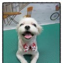 랄라독 이미지