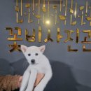 희비꽃비사진관