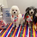 일산애견호텔 애견유치원 맘바이 일산점 이미지