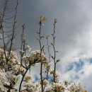 행복주