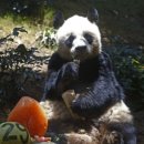 판다 이미지