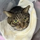 품 동물의료센터 이미지