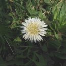 조양농원 이미지