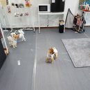 안독(Andog) 네이버블로그