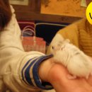 깔레 | 햄스정모+펫스번개 (홍대깔레) 후기~