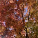 스테이 수궁 | 12월에 다녀온 경주 1박2일 단풍여행 ( 불국사, 대릉원, 첨성대 등등 )