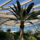 관마로 | [서울/마곡] 마곡 데이트하기 좋은 서울식물원 입장료 및 후기