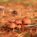 숲속의작은마을 이미지