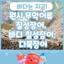 연곡천 | 원시 무악어류 칠성장어, 바다 칠성장어, 다묵장어