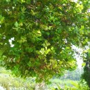 암태초등학교 이미지