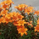 민락농원 이미지