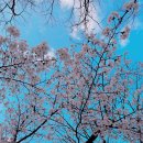 광한루원 음악회 | 남원 벚꽃 실시간 요천벚꽃길 광한루원 봄여행지 추천