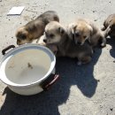 왕진농장 이미지