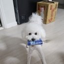 펫라이프 | 울토리의 라이프펫 프로바이오틱스 유산균체험후기!!^^