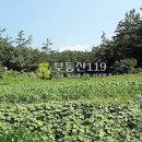 상곡리농장 Daum카페