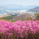 제32회 여수영취산진달래축제 이미지