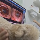 눈이튼튼 동물병원 이미지