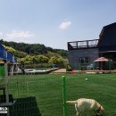 개들의왕국 이미지