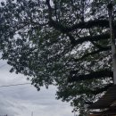 싸이버파크 | 아이와 말레이시아 페낭 여행 9/파크로얄 리조트의 아침, 바다와 망고가 함께한 조식 시간