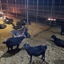 매화골농장 이미지