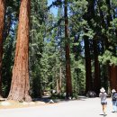 자이언트포레스트 이미지