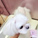 이쁘개 아름답개 이미지